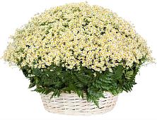 Цветочная композиция из Ромашки в корзине #REPLACE_PRED# Юбилейном Курской области